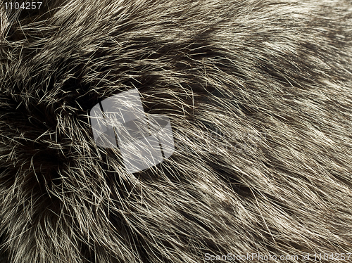 Image of Beautiful fur of polar Fox