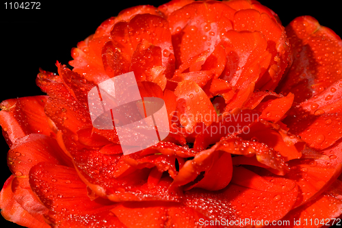 Image of Red tulip bud with water drops