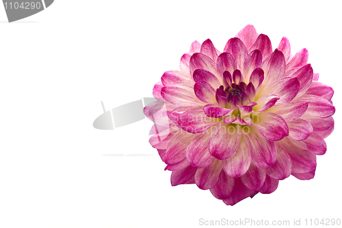 Image of Close-up of beautiful pink dahlia 