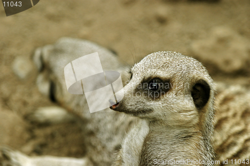 Image of Meerkats