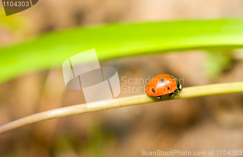 Image of On a way. Closeup of ladybird in spring