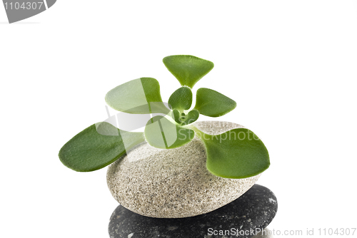 Image of Life on the pebble - balanced stone tower with green plan