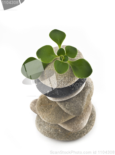 Image of Life - balanced stone tower with green plant