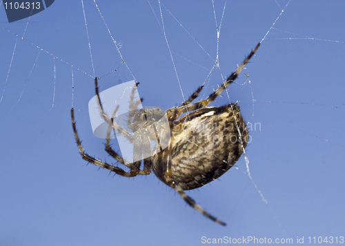 Image of Macro of spider on web