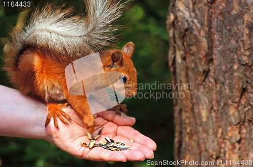 Image of Squirrel eating sunflower seeds