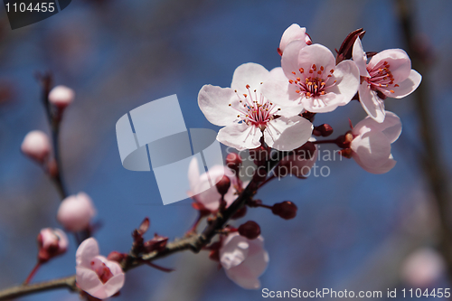 Image of Blooming tree