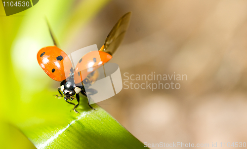 Image of Closeup of ladybird on green grass