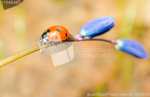 Image of Walking by. Closeup of ladybird on snowdrop
