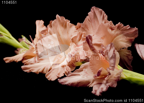 Image of Closeup of Gladiolus flower brunch over black