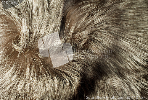 Image of Texture - Beautiful polar Fox fur