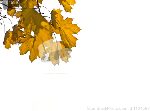 Image of Yellow Maple leaves over white 