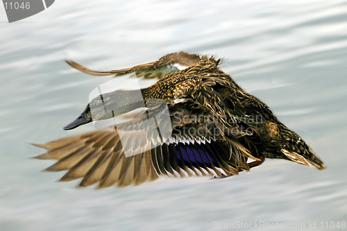 Image of Duck in Flight