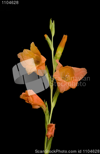 Image of Beautiful gladiolus flower over black