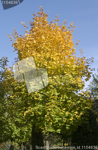 Image of Autumn is coming. Maple tree is getting yellow