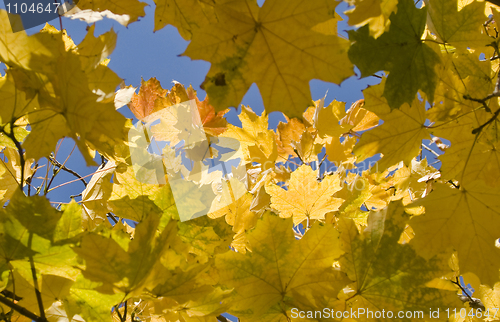 Image of Autumn. Yellow maple leaves over blue sky