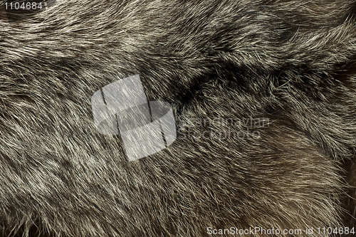 Image of Warm polar Fox fur. Useful as background