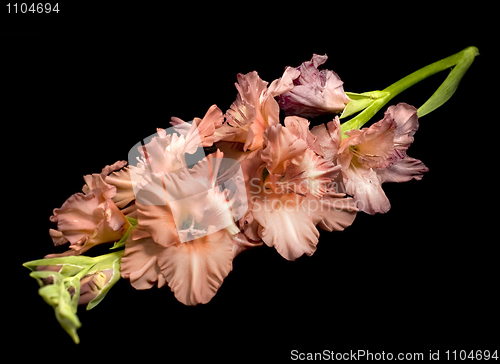 Image of Beautiful gladiolus over black