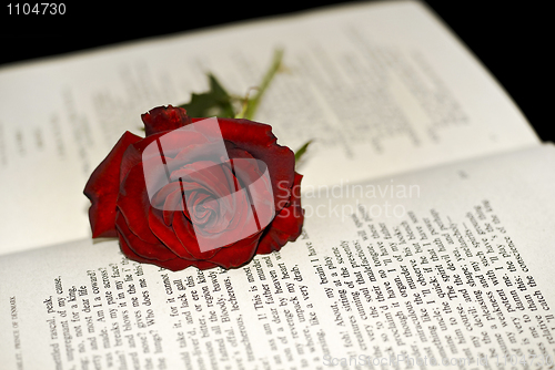 Image of Red Rose on the book