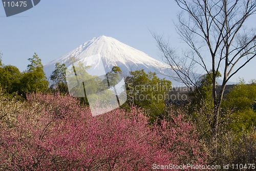 Image of Shibakawa