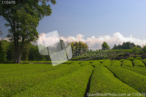 Image of Green Tea