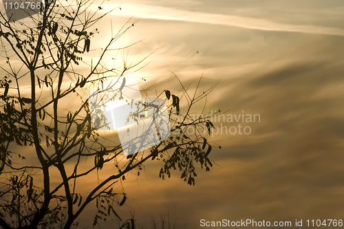 Image of Sunset through Tree silhouettes