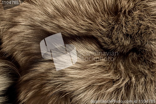 Image of Polar Fox fur. Useful as texture