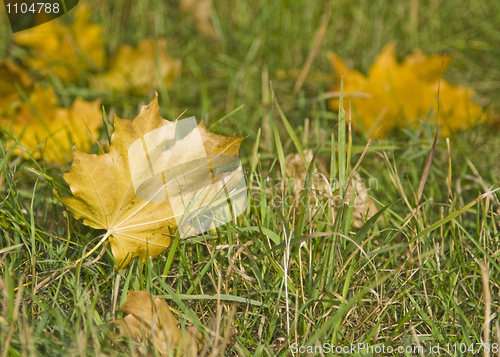 Image of Autumn. Maple Leaves on the grass
