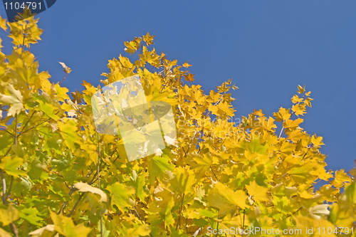 Image of Autumn. Green and yellow maple leaves