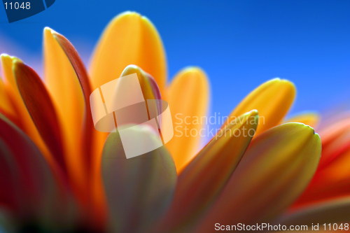 Image of Gerbera