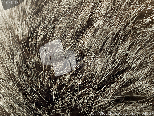 Image of Background and texture - polar Fox fur