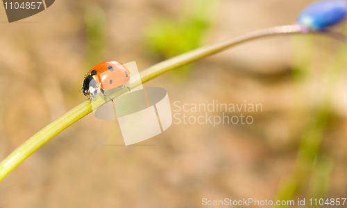 Image of Passing by. Ladybird on snowdrop