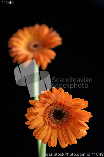 Image of Gerbera