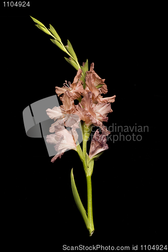 Image of Gladiolus flower over black 