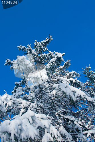 Image of Winter - snowy firtree