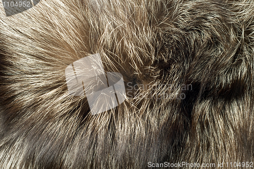 Image of Fox fur Useful as background