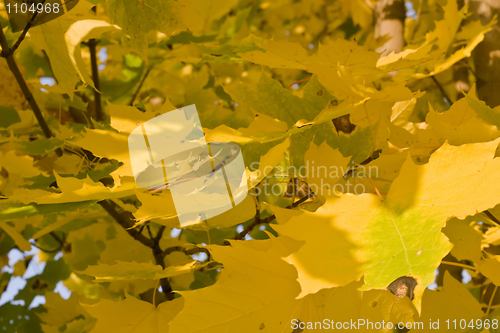 Image of Autumn - yellow leaves over blurred colorful background 