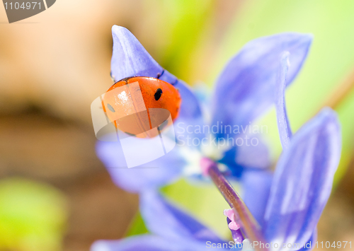 Image of Upside-down. Closeup of ladybird on snowdrop