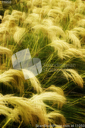 Image of Blowing Grass