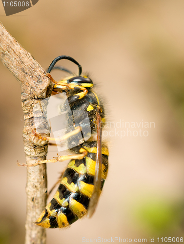 Image of Macro, large wasp on thin branch