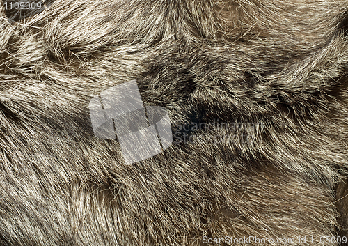 Image of Background - beautiful fur of polar Fox 