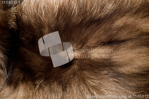 Image of Nature background - fur