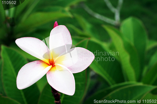 Image of Flower