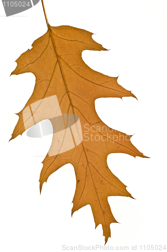Image of Fall. Yellow maple leaf Isolated