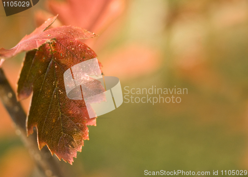 Image of Autumn. Red leaf over blurred background