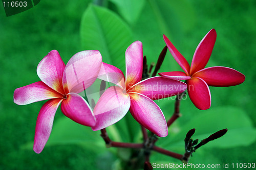 Image of Tropical flowers