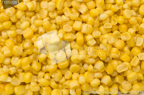 Image of Golden sweetcorn grains