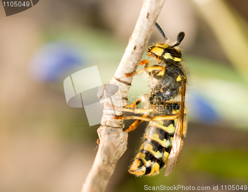 Image of Spring Macro - wasp on thin branch