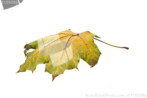 Image of Autumn. Isolated maple leaf 