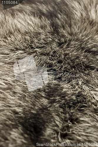 Image of Black Polar Fox fur