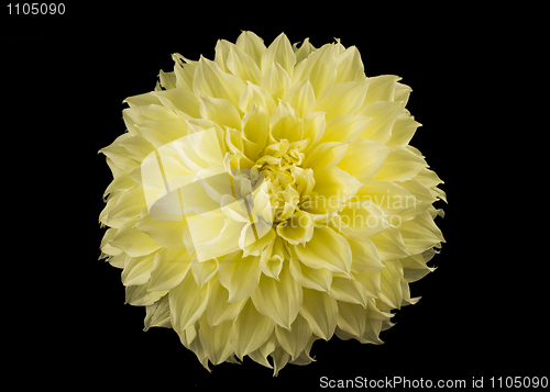 Image of Yellow golden-daisy bud over black